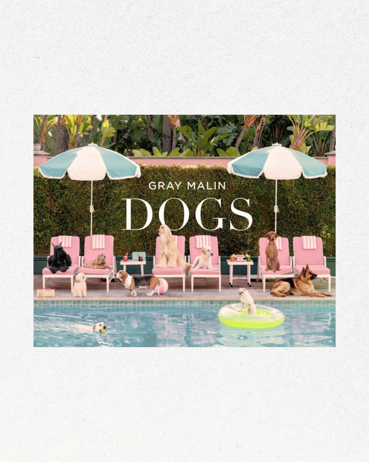 Gray Malin: Dogs