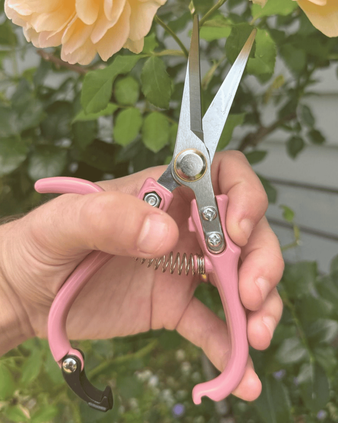 Indoor Plant Snips - Dusty Rose by Potted