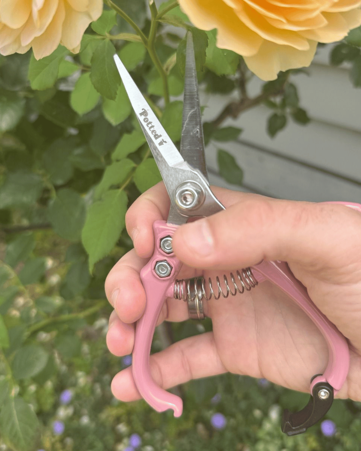 Indoor Plant Snips - Dusty Rose by Potted