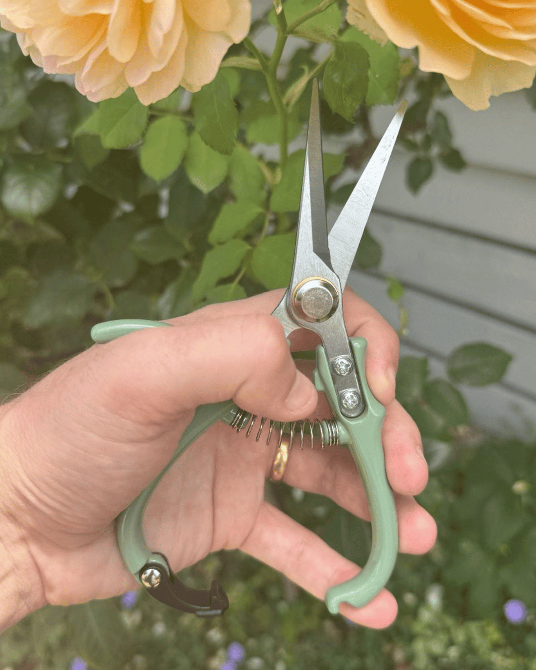 Indoor Plant Snips - Eucalypt by Potted