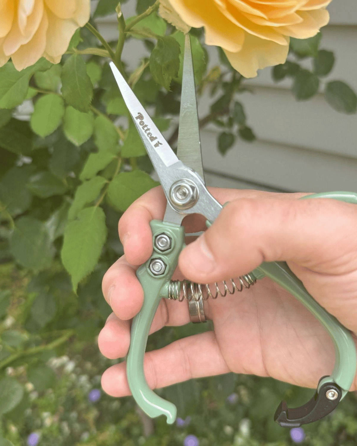 Indoor Plant Snips - Eucalypt by Potted