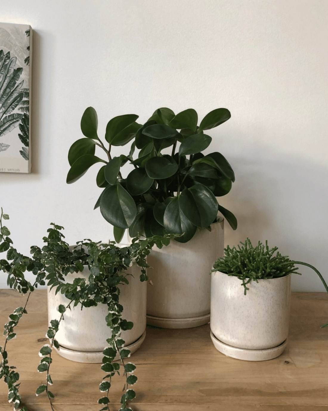 Large Oslo Planter in Sandstorm by Potted