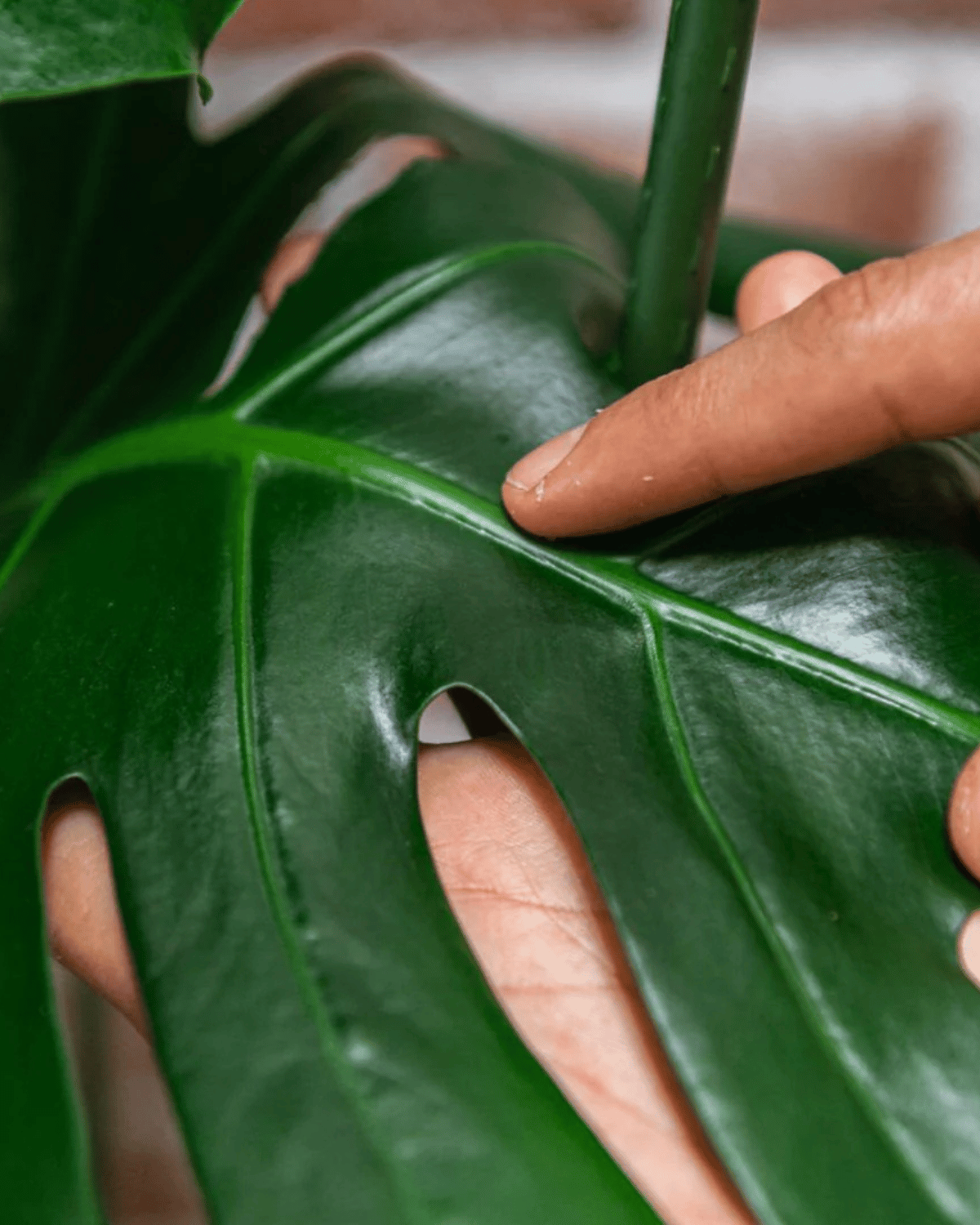 Protect Spray with Neem by We The Wild Plant Care